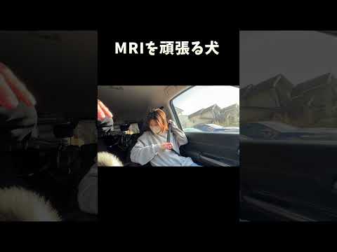 MRIを頑張る犬 サムネイル