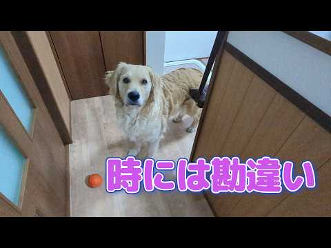 大型犬も時には勘違いする。ゴールデンレトリバーティト