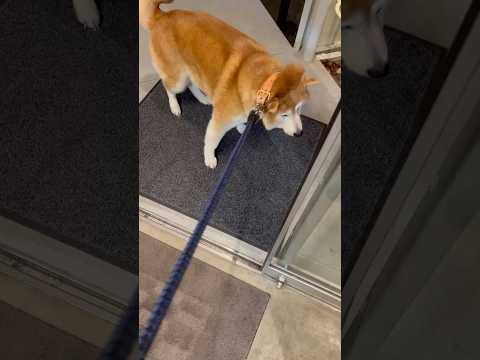 柴犬福 診療前の拒否柴😂Shiba-Stop🤣姉と柴 shorts 柴犬 japanesedog shibainu f… サムネイル