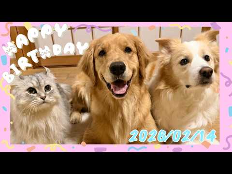 ヒナタ&ウルル🍰お誕生日LIVE🐶😺プレゼント開封していくよ🎁【＃ボーダーコリー＃ゴールデンレトリバー】 サムネイル