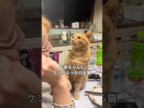 テレビ見てるお母ちゃん何も悪くないのに急に喧嘩ふっかけられる #茶トラ #猫 #茶トラ猫 #shorts サムネイル