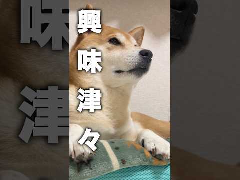 味覚の向こう側に突入する柴犬こむぎ