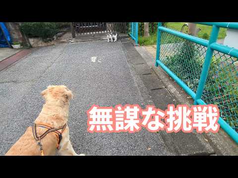 無謀な挑戦。ゴールデンレトリバーティト