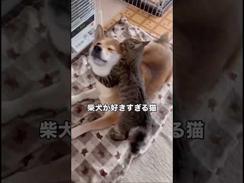 柴犬のことが好きすぎてニーブラしちゃう子猫 子猫 子猫の成長日記 shorts サムネイル