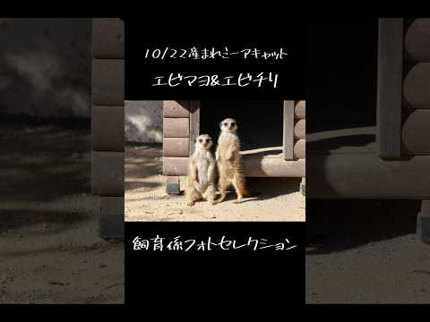 ミーアキャットのエビマヨ&エビチリ　フォトセレクション #東武動物公園 #動物 #赤ちゃん #癒し #zoo #かわい… サムネイル