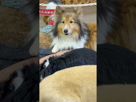 shorts いつも可愛い❤️メイプルちゃん　シェルティ　那須どうぶつ王国　2026年2月1日 サムネイル