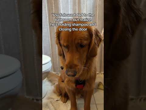 I’m never following dad again 🐶 サムネイル