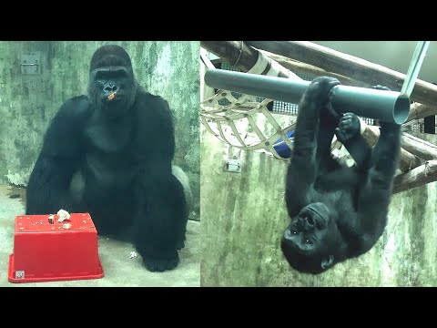 Gorilla D'jeeco enjoyed Christmas treats,Ringo enjoy playin… サムネイル