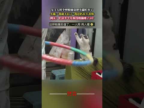 女主人轉個呼拉圈竟把小貓忙壞了 貓 意外 有趣 萌寵 可愛 cat cute funny pets shorts サムネイル