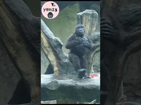 cute gorilla fun playing 😆 gorillatag taipeizoo 金剛猩猩 台北市立動物… サムネイル