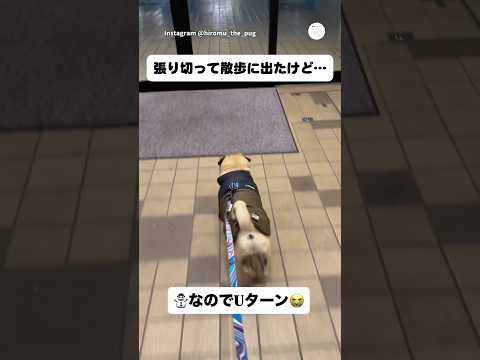 外に出た瞬間、散歩をやめた犬　　パグ　犬　面白い　かわいい犬 犬のいる生活 サムネイル