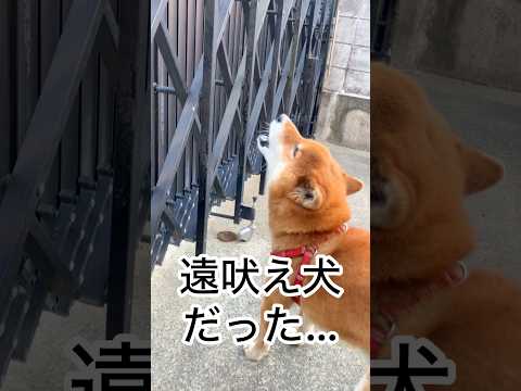 ’26.1.30 なぜか、力丸の遠吠えが懐かしくなった… 柴犬 shibainu 柴犬のいる暮らし 柴犬の日常 遠吠え… サムネイル