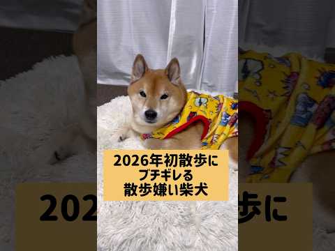 明けましておめでとうございます🎍柴犬 サムネイル