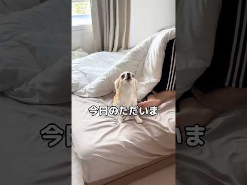 ご主人が帰ってきたことに嬉しさが爆発してしまいパルクールを決めてしまう垂れ耳チワワのまいどくん チワワ パルクール s… サムネイル