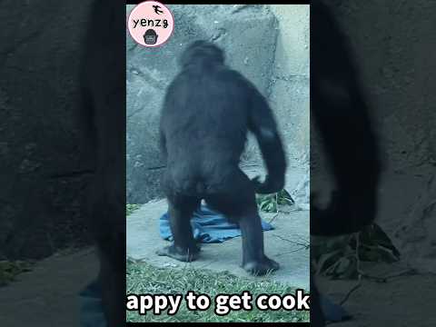 Gorilla Ringo was happy to get the cookies gorillatag taipe… サムネイル