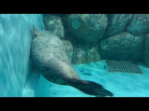 ゴマフアザラシのモナカさん　のんほいパークにて　2026年1月23日 サムネイル