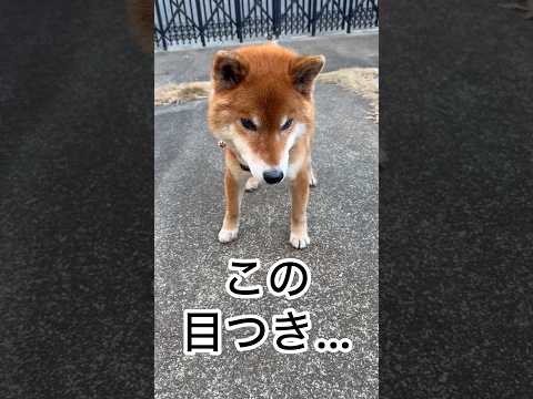 ’26.1.23 今日の力丸… 柴犬 shibainu 柴犬のいる暮らし 柴犬の日常 見守り 力丸 サムネイル
