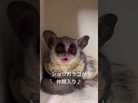 草津熱帯圏にショウガラゴが仲間入り♪※展示はまだです・・・。shorts ショウガラゴ 動物 サムネイル
