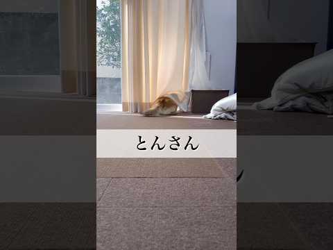 『とんの家から′26 傍観』 サムネイル