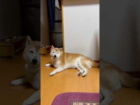 柴犬福 母に散歩を焦らされ無言の圧をかける柴犬🤣Mother and Shiba🤣shorts funny 柴犬 do… サムネイル
