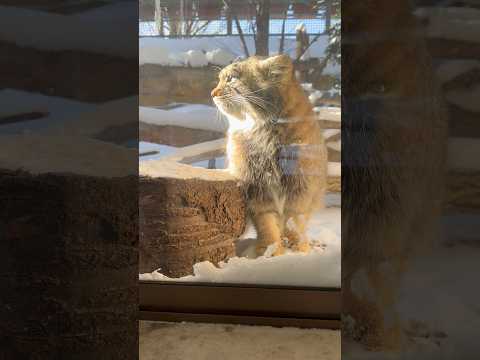 shorts オヤツの食べ残しが無いか確認するナゴムくん　マヌルネコ　那須どうぶつ王国にて　2026年1月12日 サムネイル