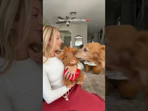 coming home to my golden retriever🥵goldenretreivers dog pup… サムネイル