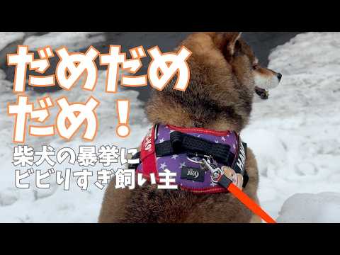 飼い主の忠告を無視！ひたすら突き進む柴犬・・・ サムネイル