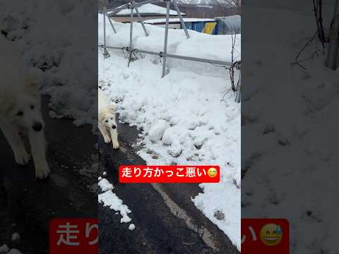 ちょっと走り方が😅グレートピレニーズ ゴールデンレトリバー shorts グレートピレニーズ子犬 サムネイル