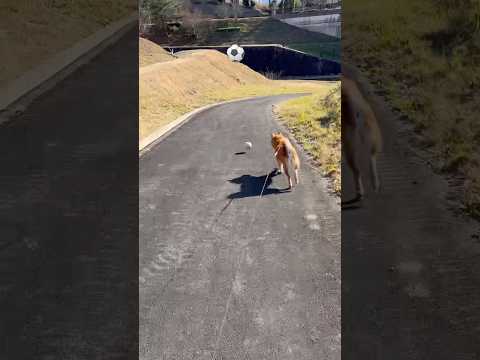 初蹴り⚽️doggie dog 柴犬 soccer shiba shibadog cutedog happynewye… サムネイル