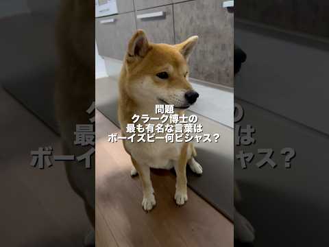 柴犬は大志を抱けるか！？　柴犬　柴犬とん サムネイル