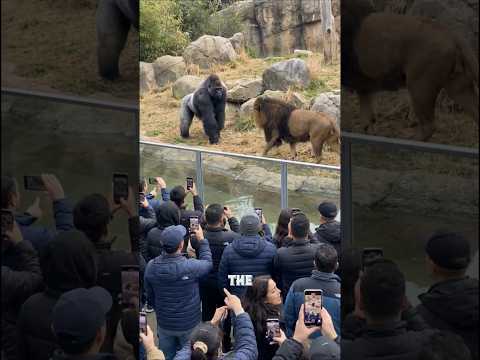 Gorilla vs Lion — Rare Face Off Caught on Camera サムネイル