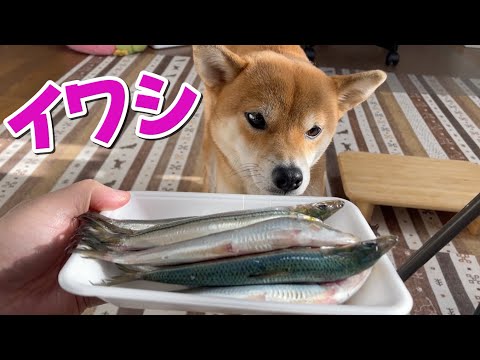 お頭付きイワシを骨ごといただきます！柴犬小夏　ASMR サムネイル