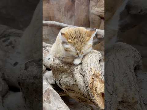 shorts 眠るアルドくん　スナネコ　那須どうぶつ王国　2026年1月30日 サムネイル