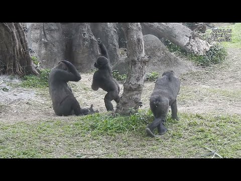 gorilla Tayari Jabali Ringo 互動/Jabali看到Ringo喝奶.也想喝.拍打mom Ta… サムネイル