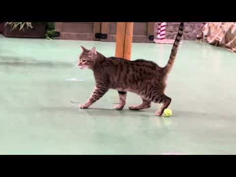 ウーロン！！なかなか見れない猫によるショー ザ・キャッツ　那須どうぶつ王国にて　2025年1月12日 サムネイル