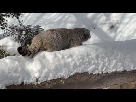 雪にも負けず❣️ナゴムくん　マヌルネコ　那須どうぶつ王国　2026年1月12日 サムネイル
