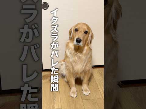イタズラがバレだ瞬間にプルプル震える犬が、分かりやす過ぎました...【ゴールデンレトリバー・ボーダーコリー】shorts サムネイル