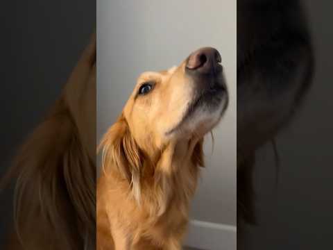 coming home to my golden retriever😍retreiver dog puppy gold… サムネイル