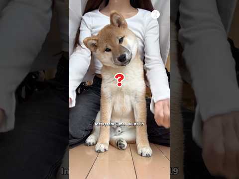 首を傾げる柴犬が可愛すぎる　柴犬 犬　好きすぎて滅 犬のいる暮らし かわいい サムネイル