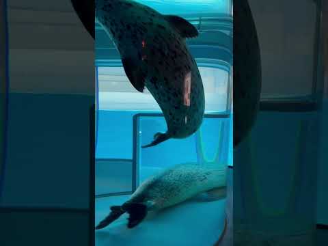 shorts やっとニンゲン来た〜！って思ってる？😅　ゴマフアザラシ　のんほいパークにて　2026年1月23日 サムネイル