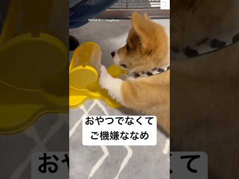 おやつ出ない…納得いかない子犬が尊い💕　#子犬　#犬　#コーギー　#かわいい #癒し サムネイル