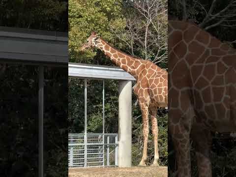 shorts キリンのアキコさんとユララさん　のんほいパークにて　2026年2月13日 サムネイル