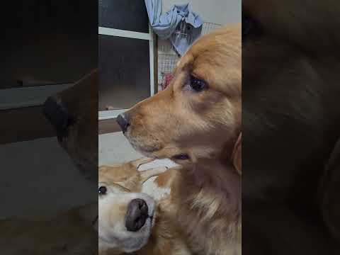 ゴールデンレトリバーはまったり。子猫はテレビと尻尾が遊び相手。 cat 子ネコ ゴールデンレトリバー 大型犬のいる生活… サムネイル