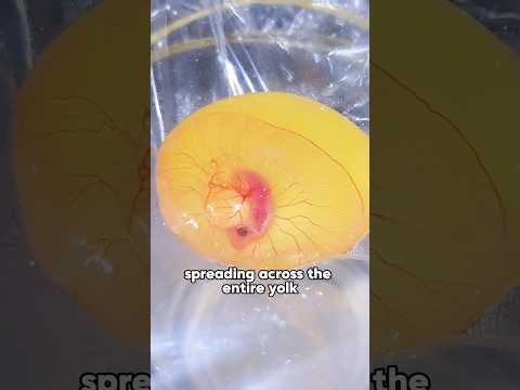 Man Hatches Turtle Egg Without Shell 🐢 #animals #pets #resc… サムネイル