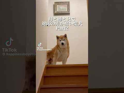 柴犬福 記事化記念❗️母と姉と兄とで対応の差が酷い柴犬🤣Sis,bro,mother and Shiba🤣姉と柴 sh… サムネイル