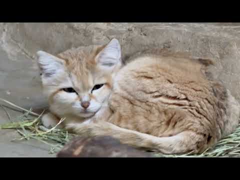 ジャミール母さま☺️  スナネコ　那須どうぶつ王国にて　2026年1月9日 サムネイル