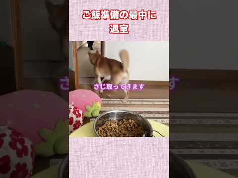 ご飯準備の最中に退室 神戸 柴犬 shiba shibainu 癒し サムネイル