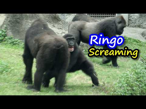 Gorilla Ringo screaming since Tayari kept bothering Iriki n… サムネイル