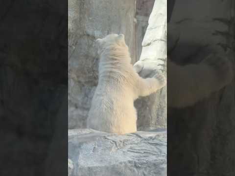 shorts お昼を前に壁をチェックして行くモモ太くん ホッキョクグマ 男鹿水族館GAOにて 2026年9月25日