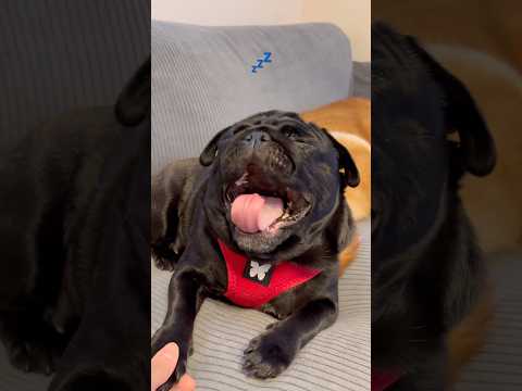 眠いのを我慢しているパグ🐶💤sleeping お昼寝 pug パグ cutedog dog doggie 黒パグ pu… サムネイル